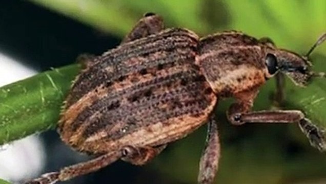 Zabardast Motivational Video by Soban Attari - Importance of Hard Work(240P)