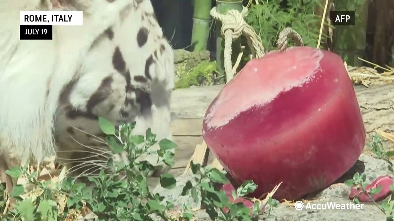Zoo animals treated to frozen treats during Italy heat wave