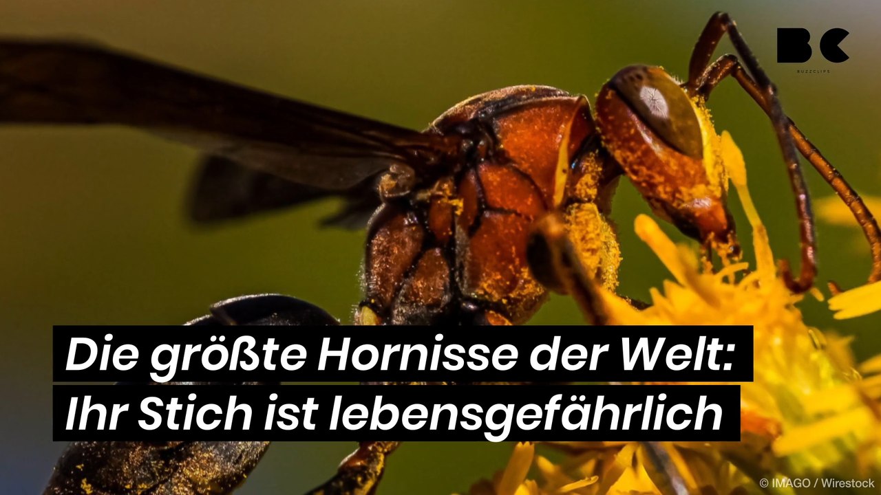 Die größte hornisse der welt: ihr stich ist lebensgefährlich