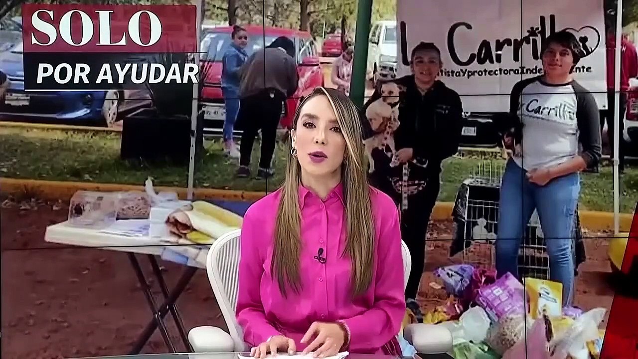 Guerreros caninos' brinda oportunidad de vida a perros y gatos | Solo por ayudar