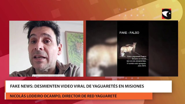 Fake news desmienten video viral de Yaguaretés en Misiones