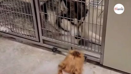 Watch Dogs reunite for the first time in 18 months in the loudest way possible