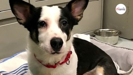 Passers-by hear barking in Porta-potty and are saddened by what they find inside