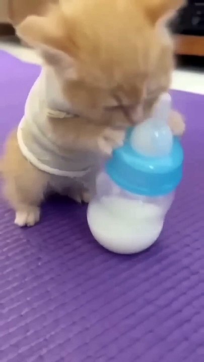 Cute cat