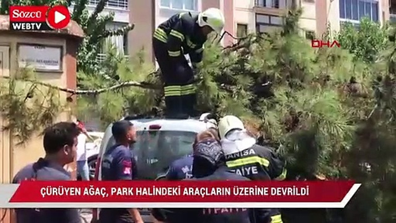 Çürüyen ağaç, park halindeki araçların üzerine devrildi
