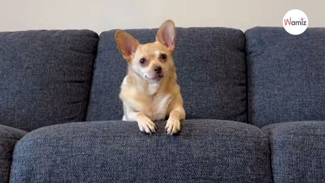 Man wraps dog up in wrapping paper. Her reaction melts everyone’s hearts