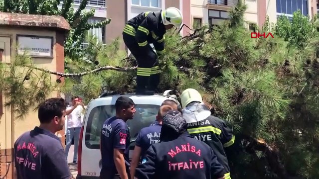 Un pin en décomposition à Manisa est tombé sur des voitures et des véhicules utilitaires