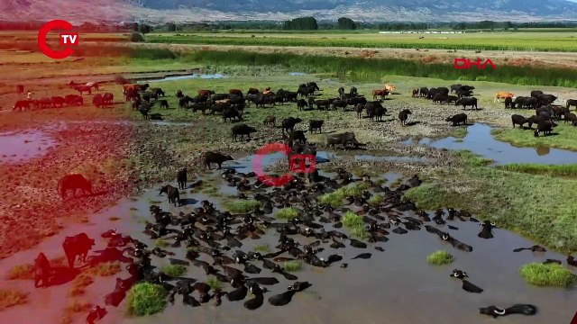 SICAKTAN BUNALAN MANDALAR KAZ GÖLÜ'NDE SERİNLEDİ