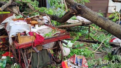 5 मिनट चली तेज हवा में गिरा पेड़, चपेट मेंं आर्ई महिला की मौत