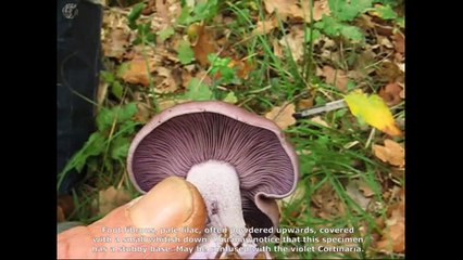 Lepista nuda. Champimaginatis. English Text