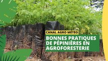 Burkina Faso : Bonnes pratiques de pépinières en Agroforesterie