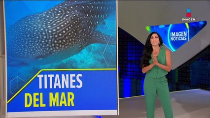 Tiburón ballena, un titán del mar que debemos proteger