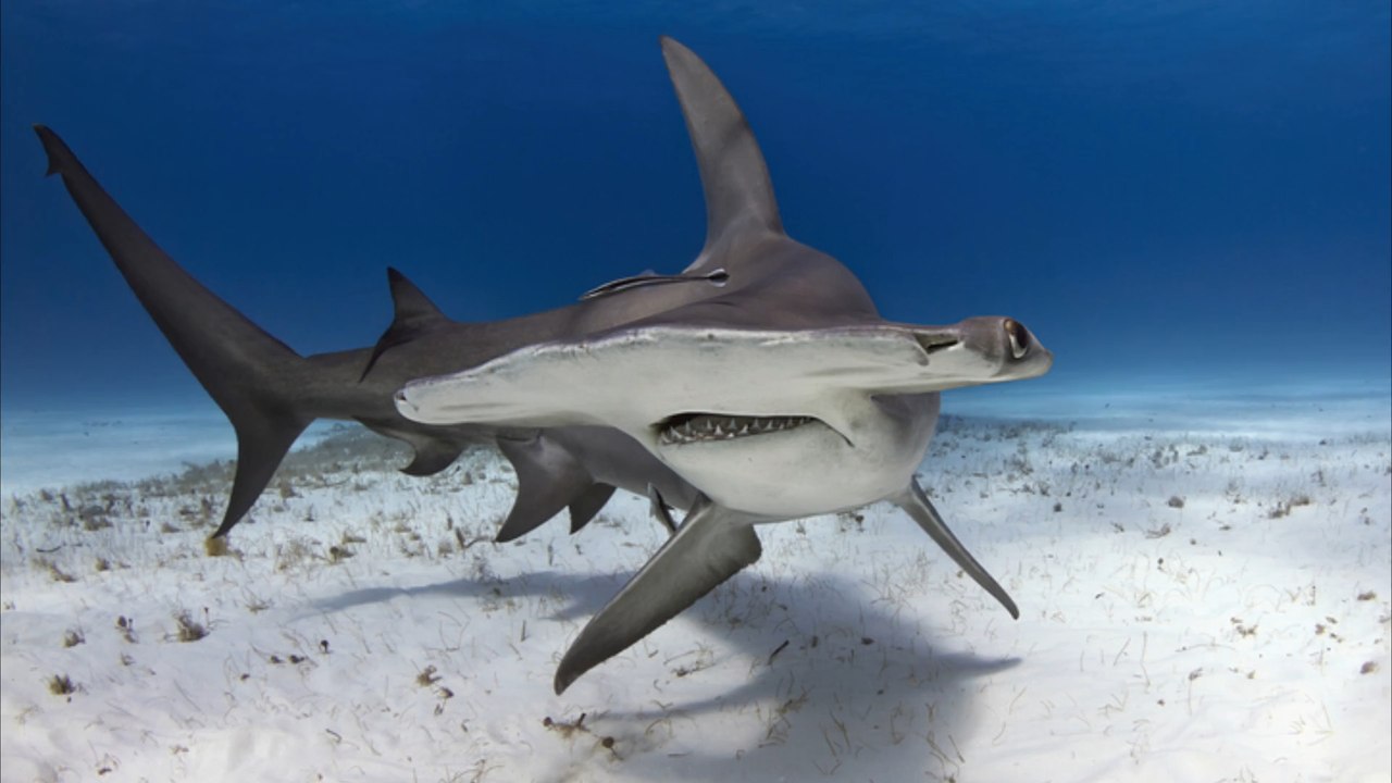 Versenktes illegales Kokain: Highe Haie vor Floridas Küste?