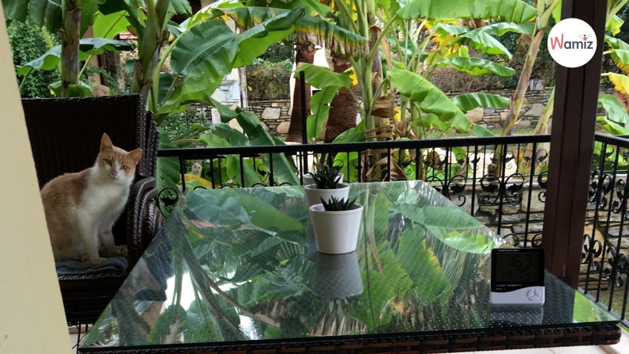 Few people can spot the second cat in this photo without zooming in, can you