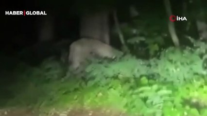 Almanya'daki aslan aramaları sona erdi: "Büyük olasılıkla yaban domuzuydu"