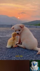 Funny cat and Dog videos 2023 / Best funniest Animals compilation