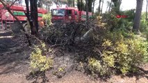 Antalya'da Orman Yangını Kısa Sürede Söndürüldü