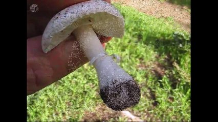 Leucoagaricus leucothites. Champimaginatis. English Text