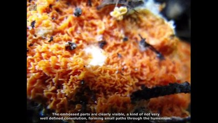 Leucogyrophana pseudomollusca. Champimaginatis. English Text