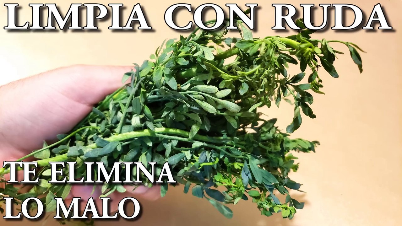 LIMPIA CON RUDA Elimina El Mal, Envidias, Mala suerte, Bloqueos, Mejora tu Suerte, Ruda Proteccion