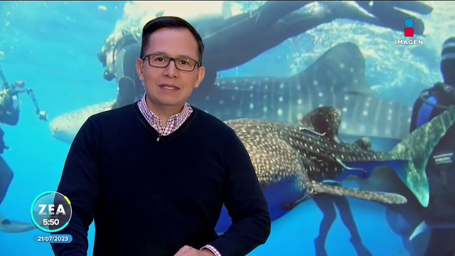 Buzos salvan a tiburones ballena atrapados en redes de pesca
