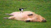 MAGPIE Gives Capybara A Hair Cut!