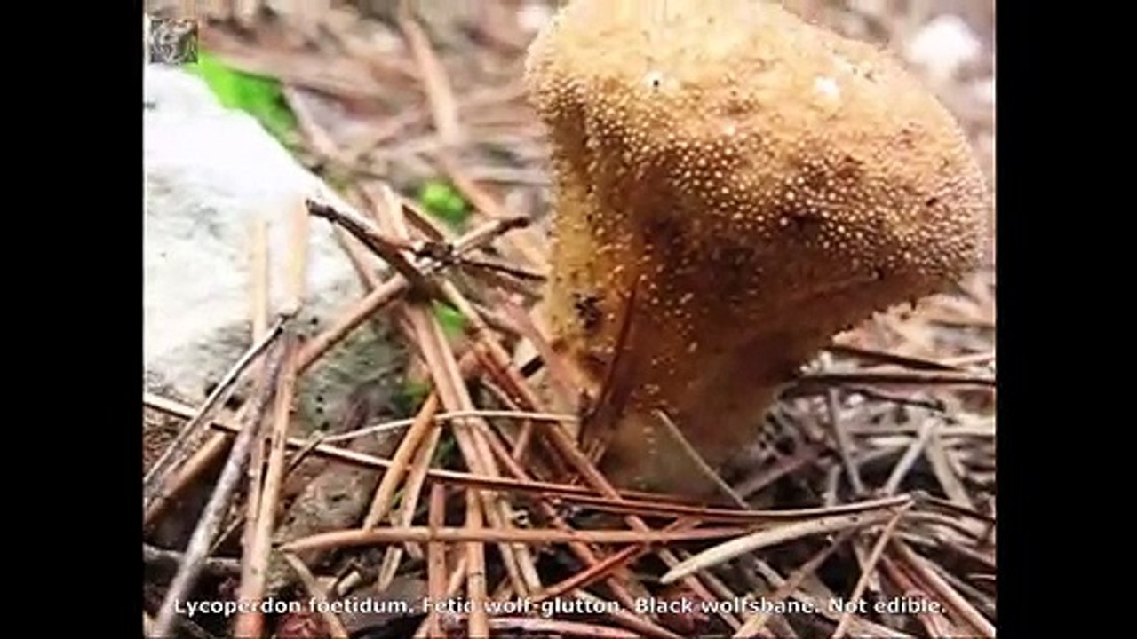 Lycoperdon foetidum. Champimaginatis. English Text