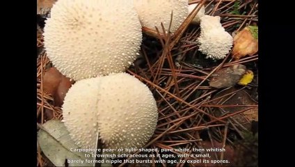 Lycoperdon perlatum. Champimaginatis. English Text