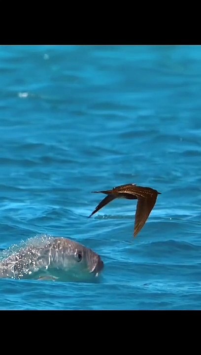 Fish flying on air
