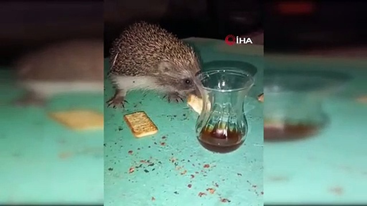 L'amitié du hérisson et du citoyen a fait sourire