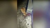 Kucing Oren Makan Malam - Ngasih Makan Kucing Jalanan