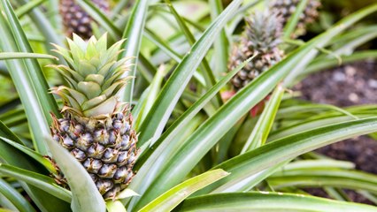 How Long Does It Take For Pineapples To Grow?