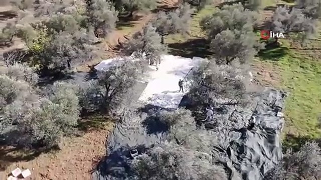 Edremit Zeytinyağı Avrupa Birliği'nden Coğrafi İşaret Tescili Aldı