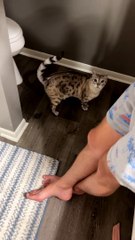 Cat Hides From His Sibling