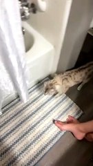 Cat Hides From His Sibling