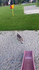 Le chien ne comprend pas les diapositives