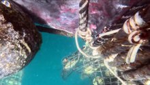 Trapped humpback whale freed from nets in WA’s Kimberley coast
