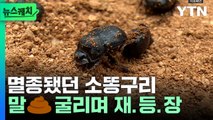 한반도에서 사라졌던 소똥구리, 50년만에 재등장! [뉴스케치] / YTN