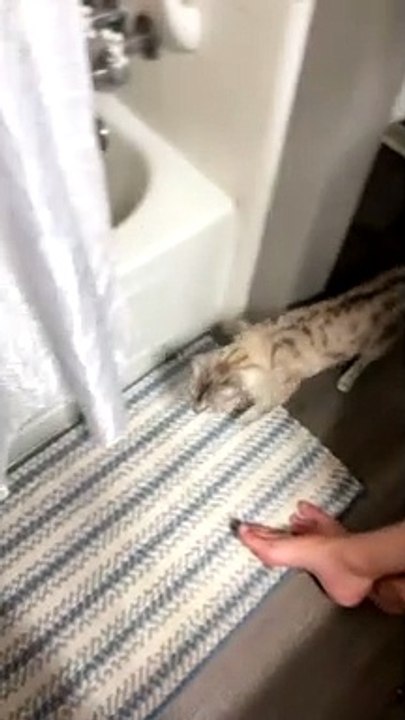 Cat Hides From His Sibling