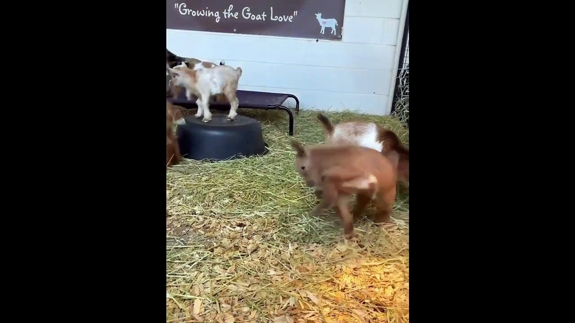 Funny animals  Funny cats  dogs  Funny animal videos