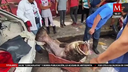 Buzo captura impresionante pez cherna de 80 kg en Coatzacoalcos, Veracruz