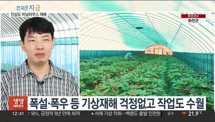 인삼재배도 비닐하우스에서…기상재해 걱정 '뚝'