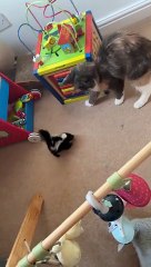 Cat Meets Baby Skunk