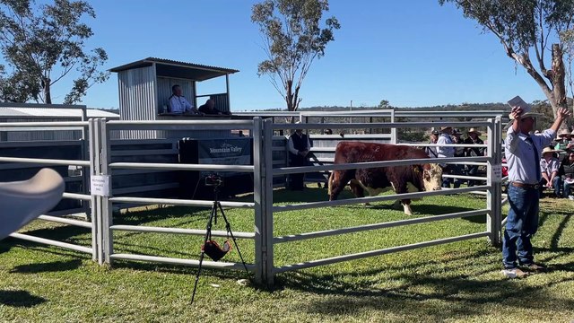 Mountain Valley stud's top-priced bull sells to $70,000