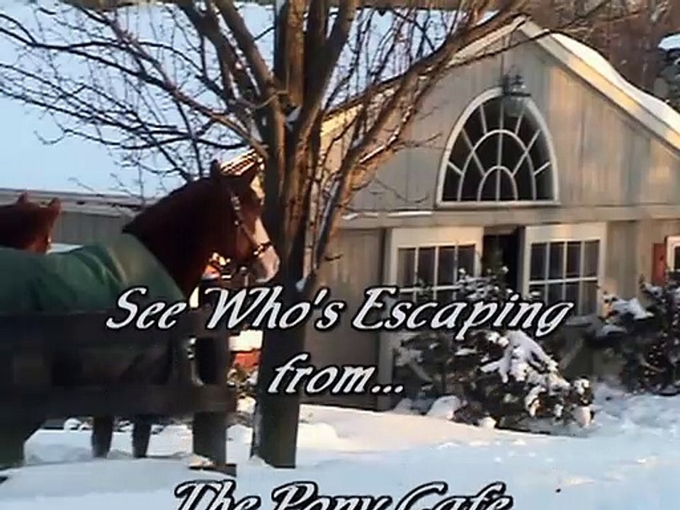 Funny Horse Blooper
