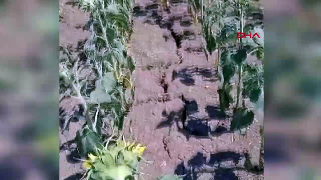 Tekirdağ'da Ayçiçeği Tarlalarına Dadanan Çekirgeler İtalyan Çekirgesi Çıktı