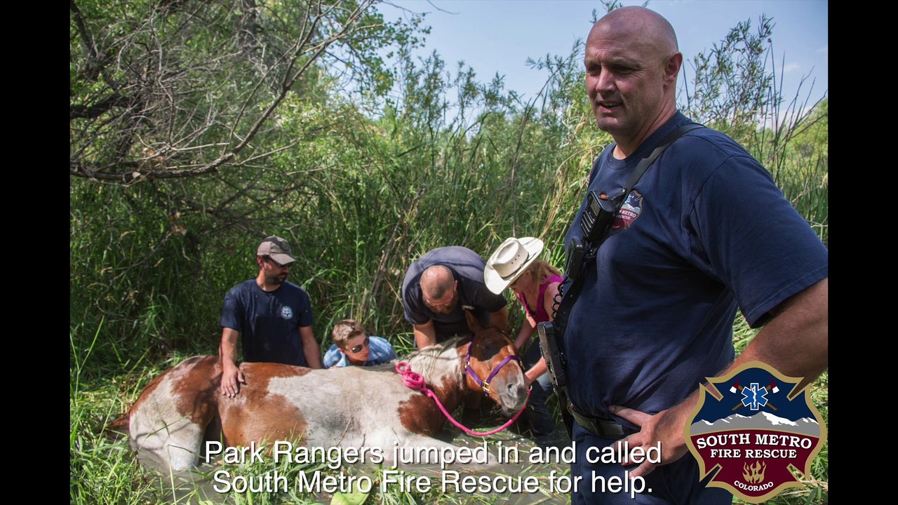 Rescue Footage Of Firefighters Saving A Horse Stuck In Swamp Will Get Your Heart Racing