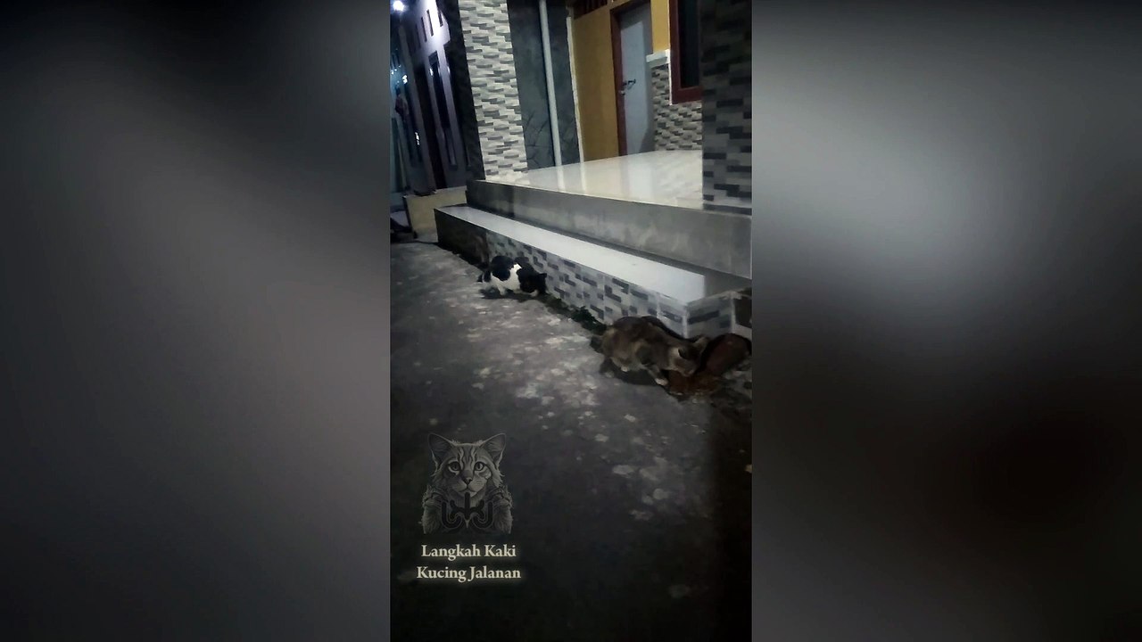 Sulit dipercaya! Pahlawan Lokal Seorang Diri Memberi Makan 2 Kucing Jalanan dari Kelaparan