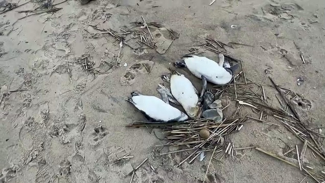 Uruguay: 2000 tote pinguine angespült