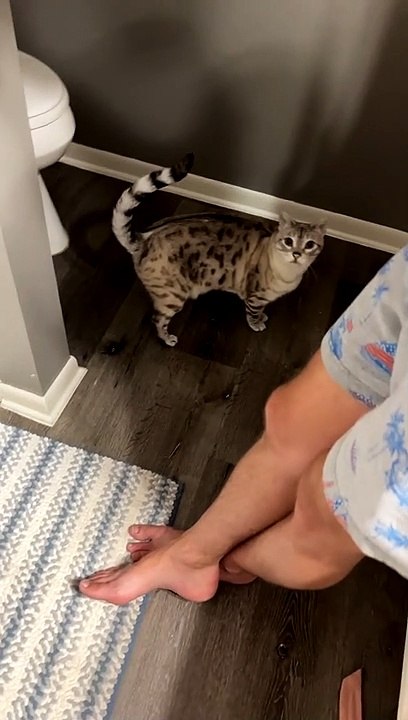 Cat Hides From His Sibling